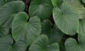 Tropical plant exotic leaves