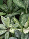 Tropical plant exotic leaves