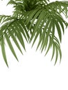 Tropical plant Royalty Free Stock Photo