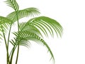 Tropical plant Royalty Free Stock Photo