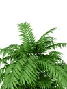 Tropical plant Royalty Free Stock Photo