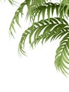 Tropical plant Royalty Free Stock Photo