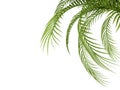 Tropical plant Royalty Free Stock Photo