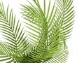 Tropical plant Royalty Free Stock Photo