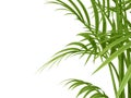 Tropical plant Royalty Free Stock Photo