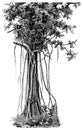A tropical plant Ficus religiosa. Royalty Free Stock Photo