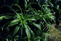 Tropical Plant Green Bush Long Leaves Natural Background