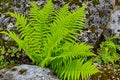 Tropical plant green fern common to damp land land