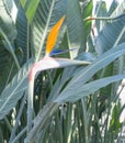 tropical plant, green, growing in greenhouse, rare flower strelitzia royal or bird of paradise, wonderful flower.