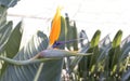 tropical plant, green, growing in greenhouse, rare flower strelitzia royal or bird of paradise, wonderful flower