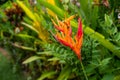 tropical plant with green leaves bali