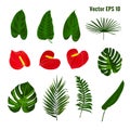 Tropical plant with green leaves and red flowers. Vector illustration.