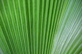 Tropical plant green palm leaf spring time background Royalty Free Stock Photo