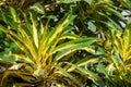 Tropical plant with green yellow leaves. Exotic greenery photo background. Tropic garden plant closeup