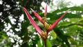 Tropical plant growing in the islands of Hawaii. Royalty Free Stock Photo