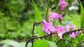 Tropical plant growing in the islands of Hawaii. Royalty Free Stock Photo