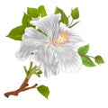 Tropical plant hibiscus white flower stem white background watercolor vintage vector illustration editable hand draw Royalty Free Stock Photo