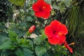 Hibiscus rosa-sinensis brilliant red at bloom in garden