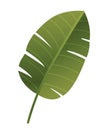 Tropical plant icon Royalty Free Stock Photo