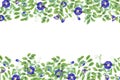 Tropical plant, Ipomoea, clitoria ternatea, bluebellvine. Thai blue flowers. Horizontal frame with text space. Butterfly