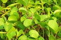 Tropical plant , Ipomoea pes-caprae , Sri Lanka