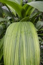 Tropical plant with large green leaf Royalty Free Stock Photo