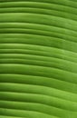 Tropical plant leaf texture