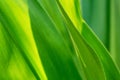 Tropical plant leaf texture Royalty Free Stock Photo