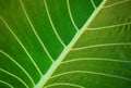 Tropical plant leaf Royalty Free Stock Photo