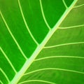 Tropical plant leaf Royalty Free Stock Photo