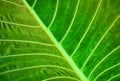 Tropical plant leaf Royalty Free Stock Photo