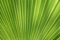 Tropical plant leaf texture Royalty Free Stock Photo