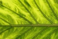 Tropical Plant Leaf Texture Royalty Free Stock Photo