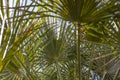 Tropical plant leaf texture.  natural background. Against the sky Royalty Free Stock Photo