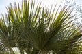 Tropical plant leaf texture.  natural background. Against the sky Royalty Free Stock Photo