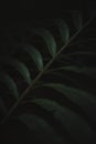 Tropical plant fern leaves pattern low key photo nature rainforest black background