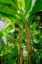 Tropical plant lush foliage at the Palm House in the Royal Botanic Gardens, Kew