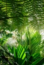 Tropical plant lush foliage at the Palm House in the Royal Botanic Gardens, Kew