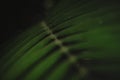 Tropical plant palm leaves pattern low key photo nature rainforest black background