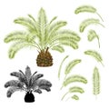 Tropical plant Palmae Phoenix canariensis date palm Arecaceae and leaves and silhouette on a white background vintage vector illus