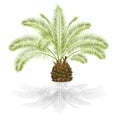 Tropical plant Palmae Phoenix canariensis date palm Arecaceae on a white background vintage vector illustration editable