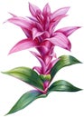 Tropical plant, pink flower on white background, Jungle watercolor hand drawing flora. Guzmania, Bromeliads Royalty Free Stock Photo