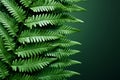 Tropical plant Polypodiopsida, lush green fern leaves, right copy space Royalty Free Stock Photo