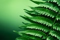 Tropical plant Polypodiopsida, lush green fern leaves, right copy space Royalty Free Stock Photo