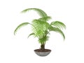 Tropical plant