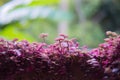 Tropical plant purple Flowers bush tree Royalty Free Stock Photo