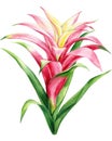 Tropical plant, Red flower on white background, Jungle watercolor hand drawing flora. Guzmania, Bromeliads Royalty Free Stock Photo