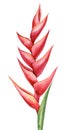 Tropical plant, Red flower on white background, Jungle watercolor hand drawing flora. Heliconia flower Royalty Free Stock Photo