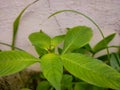 Tropical Plant with Small Spider on Budding Leaf