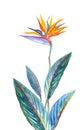 Tropical plant strelitzia, watercolor illustration